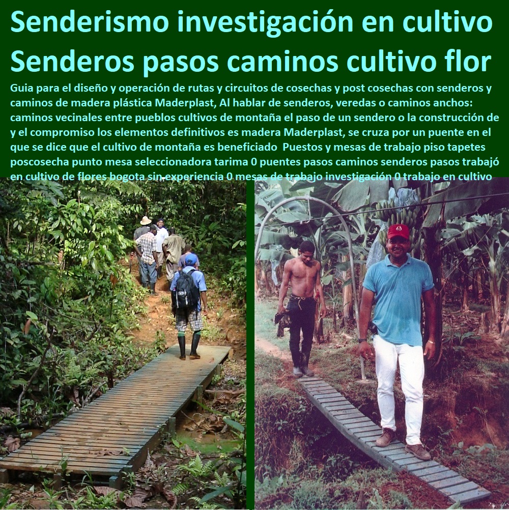 Puestos y mesas de trabajo piso tapetes poscosecha punto mesa seleccionadora tarima 0 puentes pasos caminos senderos pasos trabajó en cultivo de flores bogota sin experiencia 0 mesas de trabajo investigación 0 trabajo en cultivo Puestos y mesas de trabajo piso tapetes poscosecha punto CULTIVOS TECNIFICADOS, INVERNADEROS, Semilleros, Bancos De Siembra, Hidroponía, Agricultura, Cosecha, Poscosecha, Tutores Para Flores, Cable Vía Bananas Aromáticas, mesa seleccionadora tarima 0 puentes pasos caminos senderos pasos trabajó en cultivo de flores bogota sin experiencia 0 mesas de trabajo investigación 0 trabajo en cultivo